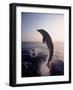 Dolphins Jumping in the Ocean-Stuart Westmorland-Framed Photographic Print