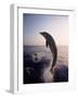 Dolphins Jumping in the Ocean-Stuart Westmorland-Framed Photographic Print