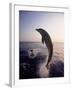 Dolphins Jumping in the Ocean-Stuart Westmorland-Framed Photographic Print