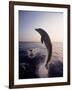 Dolphins Jumping in the Ocean-Stuart Westmorland-Framed Photographic Print