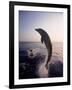 Dolphins Jumping in the Ocean-Stuart Westmorland-Framed Photographic Print