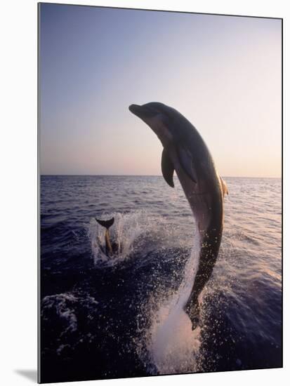 Dolphins Jumping in the Ocean-Stuart Westmorland-Mounted Photographic Print
