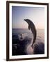 Dolphins Jumping in the Ocean-Stuart Westmorland-Framed Photographic Print