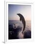 Dolphins Jumping in the Ocean-Stuart Westmorland-Framed Photographic Print