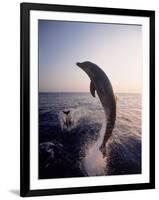 Dolphins Jumping in the Ocean-Stuart Westmorland-Framed Photographic Print