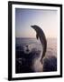 Dolphins Jumping in the Ocean-Stuart Westmorland-Framed Photographic Print