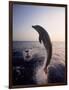 Dolphins Jumping in the Ocean-Stuart Westmorland-Framed Photographic Print