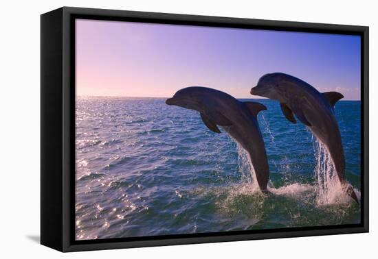 Dolphins Leaping from Sea, Roatan Island, Honduras-Keren Su-Framed Stretched Canvas
