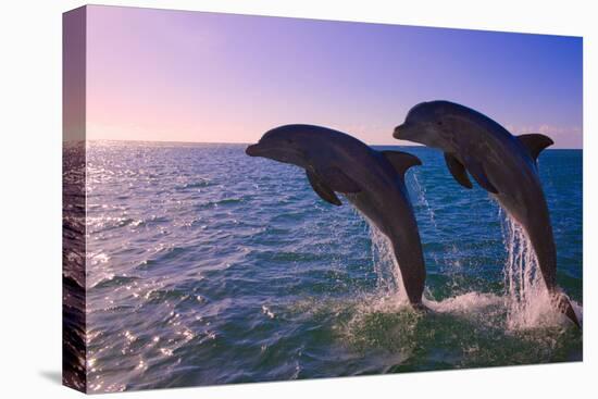 Dolphins Leaping from Sea, Roatan Island, Honduras-Keren Su-Stretched Canvas