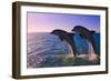 Dolphins Leaping from Sea, Roatan Island, Honduras-Keren Su-Framed Photographic Print