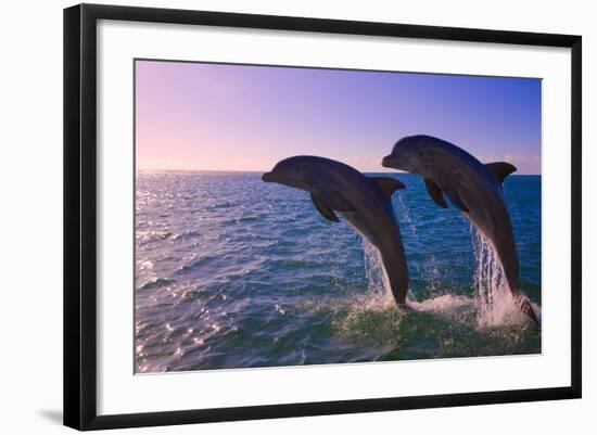 Dolphins Leaping from Sea, Roatan Island, Honduras-Keren Su-Framed Photographic Print