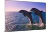 Dolphins Leaping from Sea, Roatan Island, Honduras-Keren Su-Mounted Photographic Print