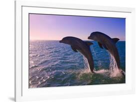 Dolphins Leaping from Sea, Roatan Island, Honduras-Keren Su-Framed Photographic Print