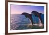 Dolphins Leaping from Sea, Roatan Island, Honduras-Keren Su-Framed Photographic Print