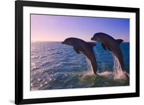 Dolphins Leaping from Sea, Roatan Island, Honduras-Keren Su-Framed Photographic Print