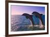 Dolphins Leaping from Sea, Roatan Island, Honduras-Keren Su-Framed Photographic Print