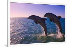 Dolphins Leaping from Sea, Roatan Island, Honduras-Keren Su-Framed Photographic Print