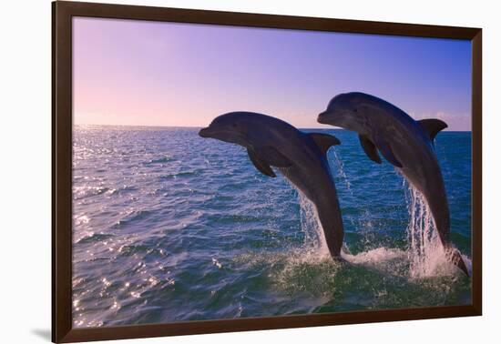 Dolphins Leaping from Sea, Roatan Island, Honduras-Keren Su-Framed Photographic Print