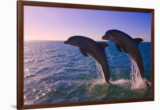 Dolphins Leaping from Sea, Roatan Island, Honduras-Keren Su-Framed Photographic Print