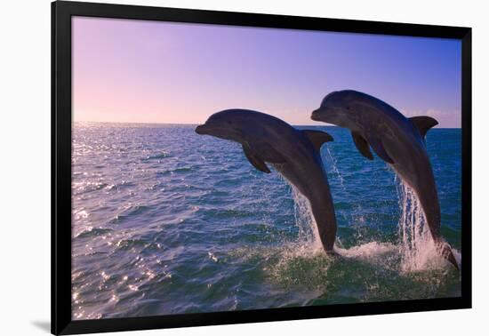 Dolphins Leaping from Sea, Roatan Island, Honduras-Keren Su-Framed Photographic Print