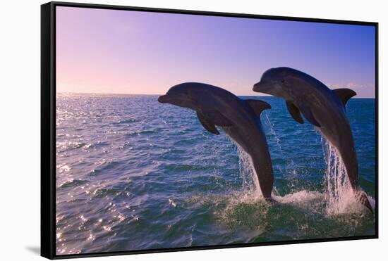 Dolphins Leaping from Sea, Roatan Island, Honduras-Keren Su-Framed Stretched Canvas