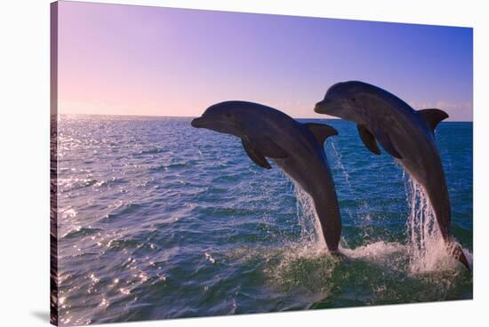 Dolphins Leaping from Sea, Roatan Island, Honduras-Keren Su-Stretched Canvas