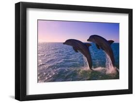 Dolphins Leaping from Sea, Roatan Island, Honduras-Keren Su-Framed Photographic Print