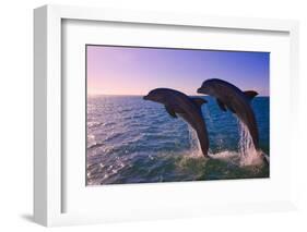 Dolphins Leaping from Sea, Roatan Island, Honduras-Keren Su-Framed Photographic Print