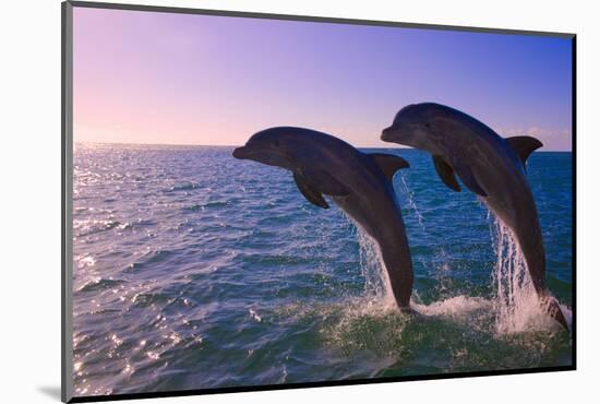 Dolphins Leaping from Sea, Roatan Island, Honduras-Keren Su-Mounted Photographic Print