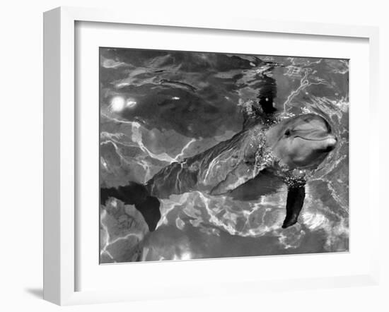 Dolphins, May 1964-null-Framed Photographic Print