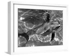 Dolphins, May 1964-null-Framed Photographic Print