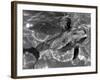 Dolphins, May 1964-null-Framed Photographic Print