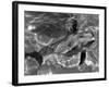 Dolphins, May 1964-null-Framed Photographic Print