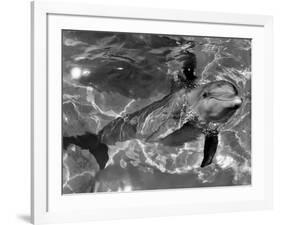 Dolphins, May 1964-null-Framed Photographic Print