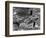 Dolphins, May 1964-null-Framed Photographic Print