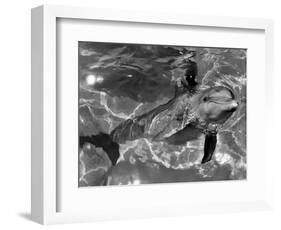 Dolphins, May 1964-null-Framed Photographic Print