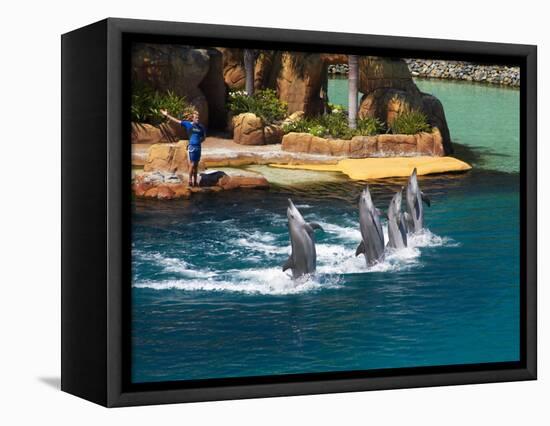 Dolphins, Sea World, Gold Coast, Queensland, Australia-David Wall-Framed Stretched Canvas