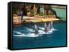 Dolphins, Sea World, Gold Coast, Queensland, Australia-David Wall-Framed Stretched Canvas