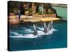 Dolphins, Sea World, Gold Coast, Queensland, Australia-David Wall-Stretched Canvas