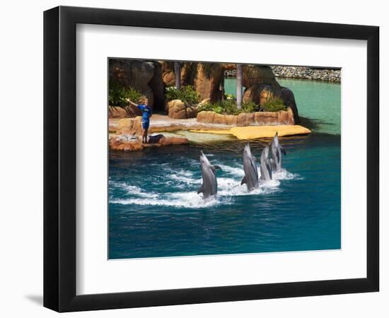 Dolphins, Sea World, Gold Coast, Queensland, Australia-David Wall-Framed Photographic Print