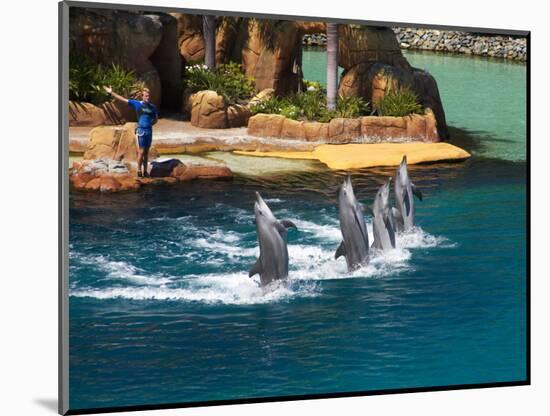 Dolphins, Sea World, Gold Coast, Queensland, Australia-David Wall-Mounted Photographic Print