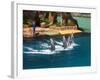 Dolphins, Sea World, Gold Coast, Queensland, Australia-David Wall-Framed Photographic Print