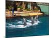 Dolphins, Sea World, Gold Coast, Queensland, Australia-David Wall-Mounted Photographic Print