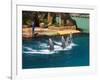 Dolphins, Sea World, Gold Coast, Queensland, Australia-David Wall-Framed Photographic Print