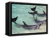 Dolphins, Sea World, Gold Coast, Queensland, Australia-David Wall-Framed Stretched Canvas