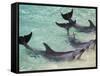 Dolphins, Sea World, Gold Coast, Queensland, Australia-David Wall-Framed Stretched Canvas