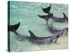 Dolphins, Sea World, Gold Coast, Queensland, Australia-David Wall-Stretched Canvas