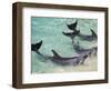 Dolphins, Sea World, Gold Coast, Queensland, Australia-David Wall-Framed Photographic Print