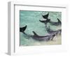 Dolphins, Sea World, Gold Coast, Queensland, Australia-David Wall-Framed Photographic Print