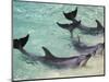 Dolphins, Sea World, Gold Coast, Queensland, Australia-David Wall-Mounted Photographic Print